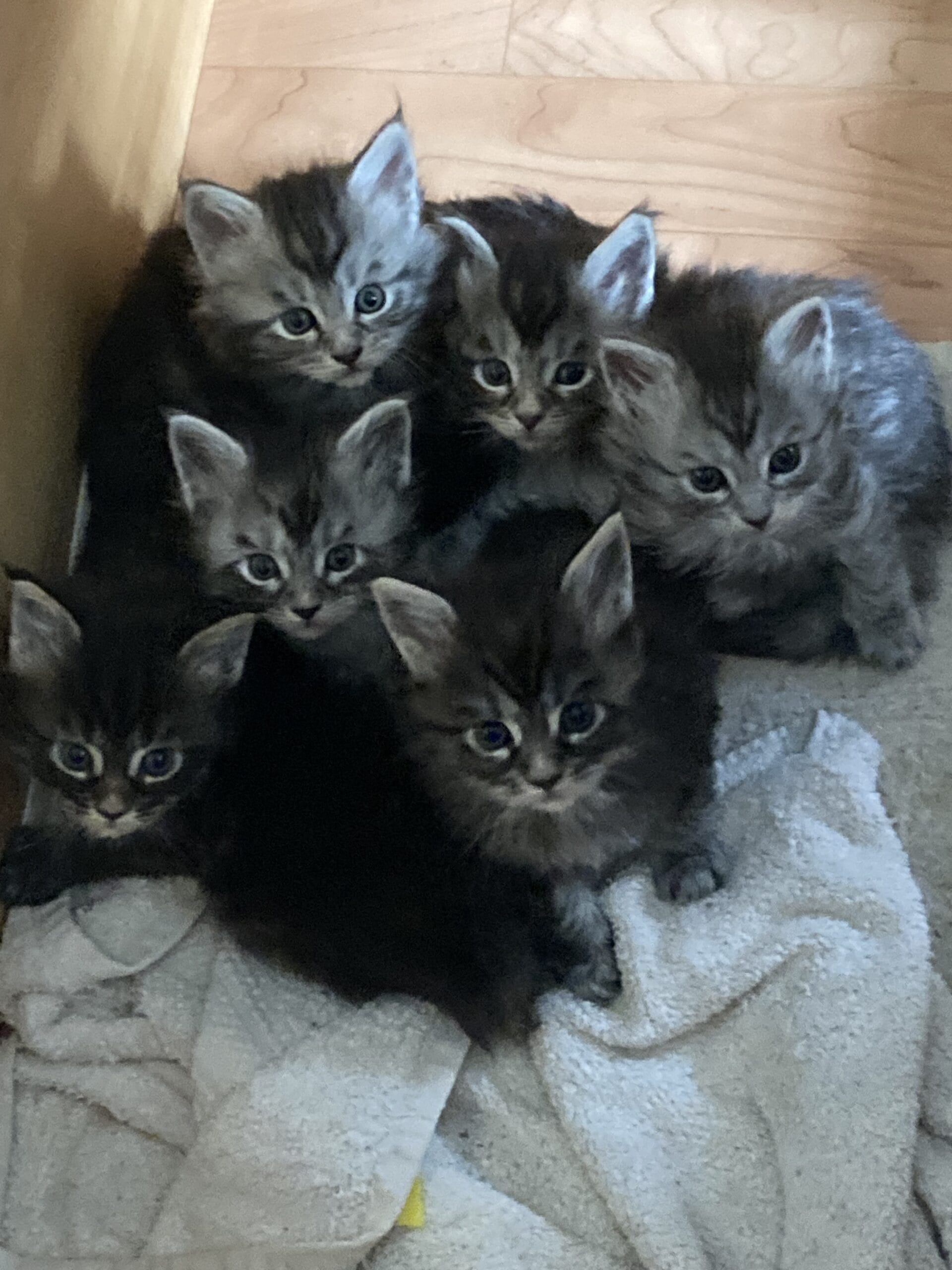Beautiful Maine Coon litter born 6th May 2024 Image